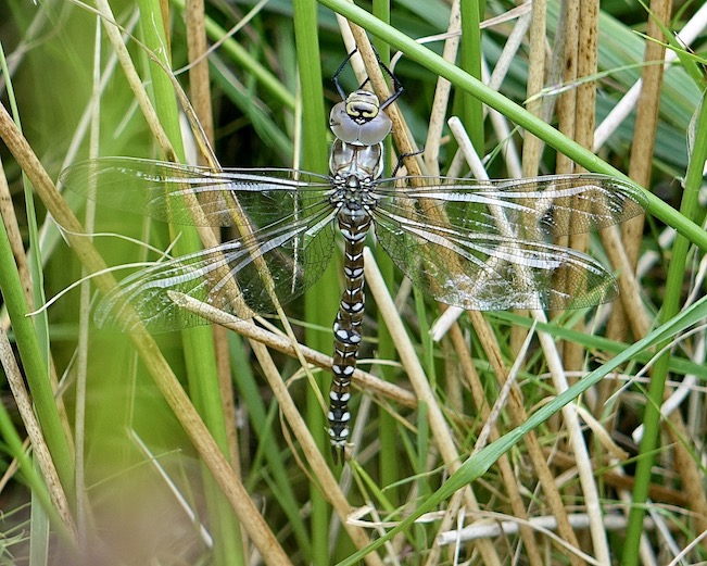 common hawker